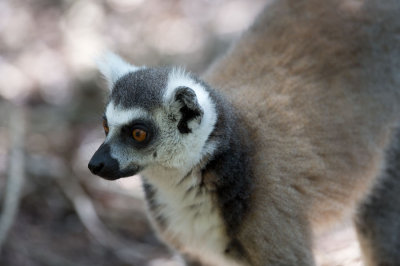D40_5329F ringstaartmaki (Lemur catta, Ring-tailed lemur).jpg