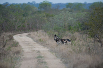 D40_6924F steppezebra (Equus quagga, Burchell's zebra).jpg