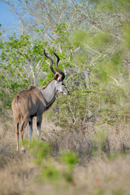 D40_6833F grote koedoe (Tragelaphus strepsiceros, Greater kudu).jpg