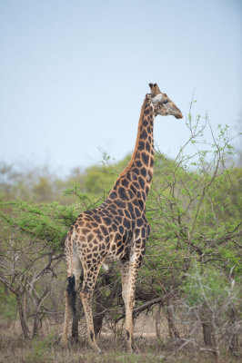 D40_7147F giraf (Giraffa camelopardalis, Giraffe).jpg