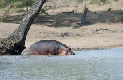 D40_7465F nijlpaard (Hippopotamus amphibius, Hippopotamus.jpg