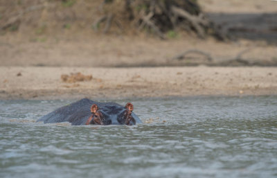 D40_7498F nijlpaard (Hippopotamus amphibius, Hippopotamus).jpg