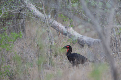 D40_6888F zuidelijke grondneushoornvogel (Bucorvus Leadbeateri, Southern Ground Hornbill).jpg