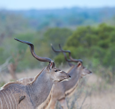 D40_7066F grote koedoe (Tragelaphus strepsiceros, Greater kudu).jpg