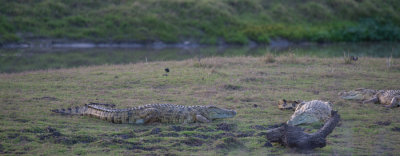 D40_7096F krokodil (Crocodylidae, Crocodile).jpg