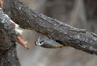 D40_7668F baardspecht (Dendropicos namaquus, Bearded woodpecker).jpg