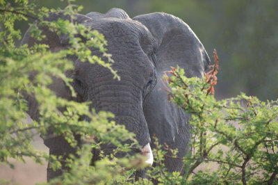 D40_7190F Afrikaanse olifant (Loxodonta africana, African Elephant).jpg