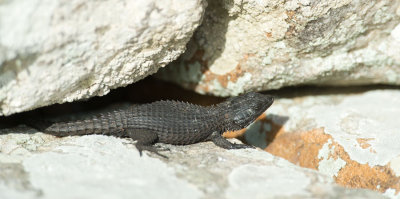D40_2659F swartgordelakkedis (Cordylus niger, Black Girdled Lizard).jpg