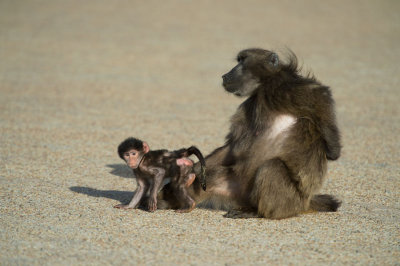 D40_2783F beerbaviaan of Kaapse baviaan (Papio ursinus, Chacma baboon.jpg