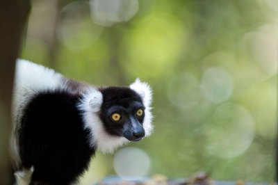 D40_5224F vari, bonte maki of gekraagde maki (Varecia variegata, Black-and-white ruffed lemur).jpg