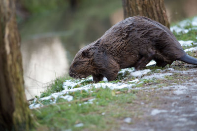 D40_9140F bever (Castor fiber, Beaver).jpg