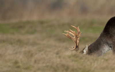 D40_8960F damhert (Dama dama, Fallow Deer).jpg