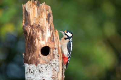 D40_1236F grote bonte specht (Dendrocopos major, Great Spotted Woodpecker).jpg