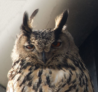 D40_9984F oehoe (Bubo bubo, Eurasian Eagle-Owl).jpg