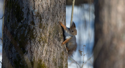 D40_1165F rode eekhoorn (Sciurus vulgaris, Red squirrel).jpg