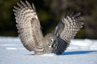 D40_3088F laplanduil (Strix nebulosa, Great Grey Owl).jpg