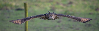 D40_6646F oehoe (Bubo bubo, Eurasian Eagle-Owl).jpg