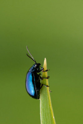 300_4078F elzenhaantje (Agelastica alni, alder leaf beetle).jpg