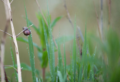 D40_8857F gewone tuinslak (Cepaea nemoralis, grove snail or brown-lipped snail).jpg