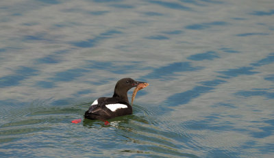 D40_4108F zwarte zeekoet (Cepphus grylle, black guillemot).jpg