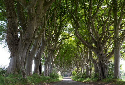 D40_4388F the Dark Hedges.jpg