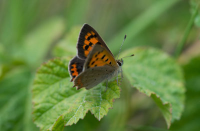 D40_6141F kleine vuurvlinder (Lycaena phlaeas, Small Copper).jpg