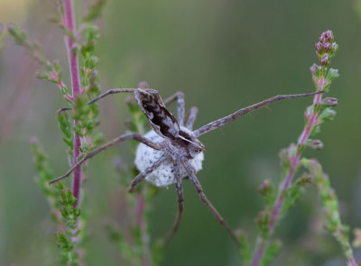 D40_7541F kraamwebspin (Pisaura mirabilis, Nursery Web Spider).jpg