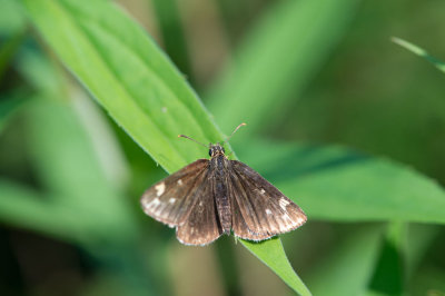 D40_8980F spiegeldikkopje (Heteropterus morpheus, Large chequered skipper).jpg