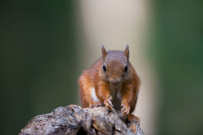 D40_0201F rode eekhoorn (Sciurus vulgaris, Red squirrel).jpg