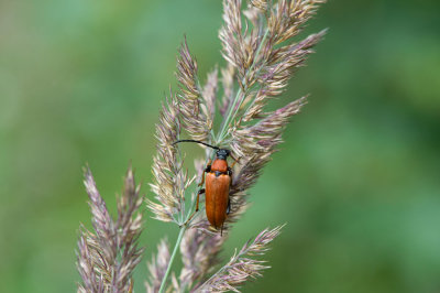 D40_9844F rode smalbok (Stictoleptura rubra).jpg
