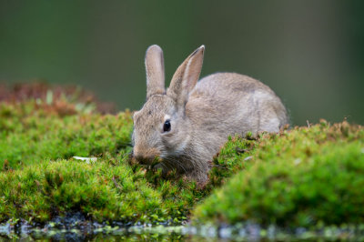 D40_0820F konijn (Oryctolagus cuniculus, Common rabbit).jpg