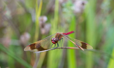 D40_1629F bandheidelibel (Sympetrum pedemontanum, Banded darter).jpg