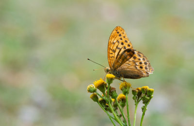 D40_2836F keizersmantel mn. (Argynnis paphia, Silver-washed Fritillary).jpg