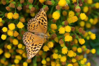 D40_3005F keizersmantel vr. (Argynnis paphia, Silver-washed Fritillary).jpg