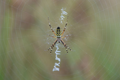 D40_1428F tijgerspin (Argiope bruennichi, Wasp Spider).jpg