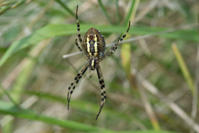 D40_3308F tijgerspin (Argiope bruennichi, Wasp Spider).jpg