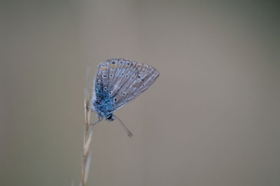 D40_3424F bleek blauwtje (Polyommatus coridon, Chalkhill blue).jpg