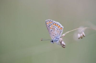 D40_3481F bruin blauwtje (Aricia agestis, voorheen Plebeius agestis, Brown argus).jpg