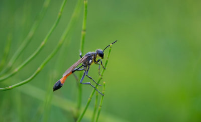 D40_5184F grote rupsendoder (Ammophila sabulosa, red-banded sand wasp).jpg
