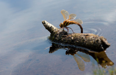 D40_2345F bruine glazenmaker (Aeshna grandis, Brown hawker).jpg