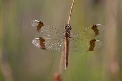 D40_2184F bandheidelibel vr. (Sympetrum pedemontanum, Banded darter).jpg