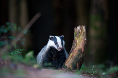 D40_5502F das (Meles meles, Badger).jpg