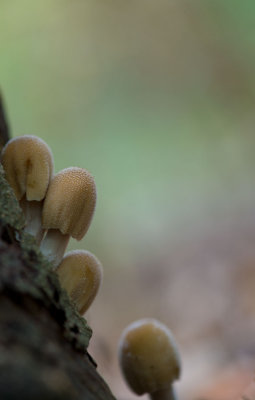 D40_5804F gewone glimmerinktzwam (Coprinus micaceus).jpg