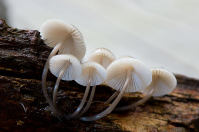 D40_6652F bundelmycena (Mycena arcangeliana, Angel's Bonnet).jpg