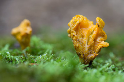 D40_6798F hanekam (Cantharellus cibarius, Chanterelle).jpg