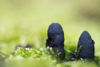 D40_7507F esdoornhoutknotszwam (Xylaria longipes).jpg