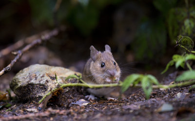 D40_5338F bosmuis (Apodemus sylvaticus, Wood mouse).jpg