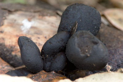 D40_6685F houtknotszwam (Xylaria polymorpha, Dead Man's Fingers).jpg