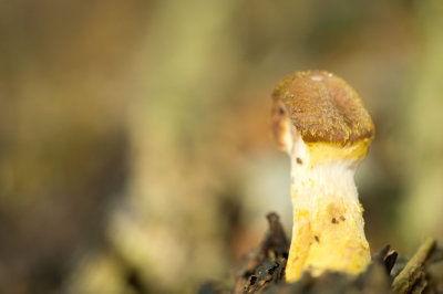 D40_7518F sombere honingzwam (Armillaria ostoyae).jpg