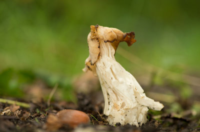 D40_7417F witte kluifzwam (Helvella crispa, White Saddle).jpg